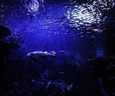 Aquarium Diving